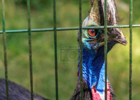 Téléchargez les photos : Casuarius belle tête bleue oiseau dans la cage - en image libre de droit