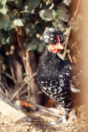 Photo for "Black tufted hen hides and closely monitors the environment." - Royalty Free Image