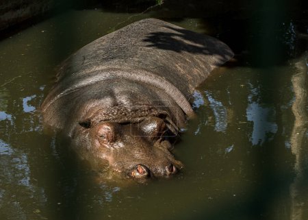 Téléchargez les photos : "zoo hippopotame grand animal dans la piscine" - en image libre de droit