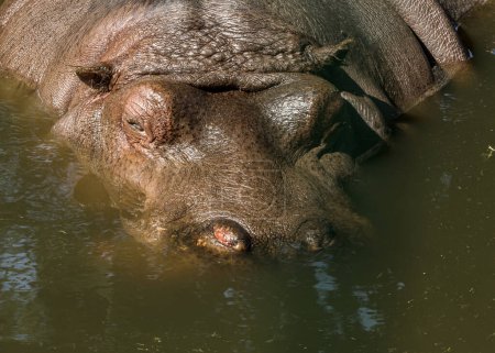 Photo for "hippopotamus zoo large animal in pool" - Royalty Free Image