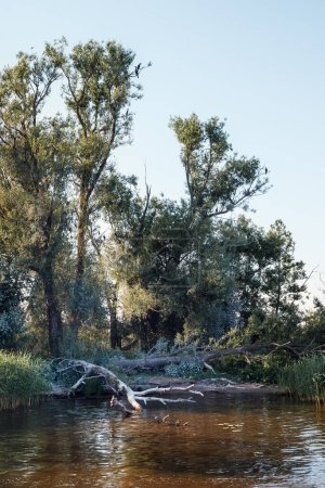 Téléchargez les photos : "Une rive de rivière, un vieil arbre tombé, et des oiseaux cormorans au sommet des arbres, par une journée d'été ensoleillée." - en image libre de droit