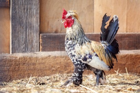 Photo for "Little rooster in feather trousers walking in hen house, old boards in background." - Royalty Free Image