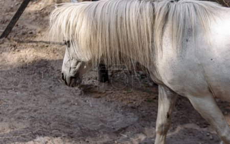 Téléchargez les photos : Petit cheval blanc dans le paddock - en image libre de droit