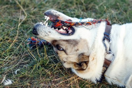 Téléchargez les photos : "Asiatique berger chien jouer avec la corde, ses mâchoires et grandes dents blanches sont visibles de près." - en image libre de droit