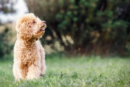 Photo for "Horizontal green nature background photo with a small beige poodle puppy. The dog agape as if to say something, with a lot of free space on the right for a balloon with text" - Royalty Free Image