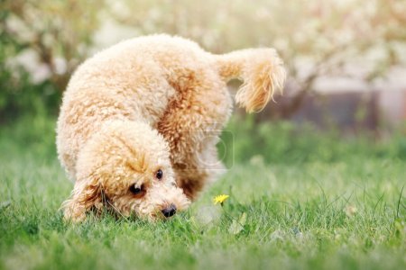 Photo for "A playful young beige poodle running on a green lawn, he is interested in a yellow flower, he leans low and tries to sniff her" - Royalty Free Image