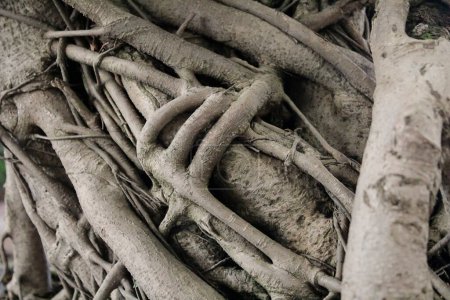 Photo for Tree roots close up - Royalty Free Image
