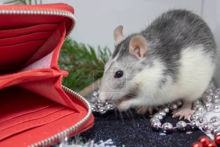 Téléchargez les photos : "Rat de Noël Symbole de la nouvelle année 2020. Année du rat. Nouvel An chinois 2020. Jouets de Noël, bokeh
" - en image libre de droit