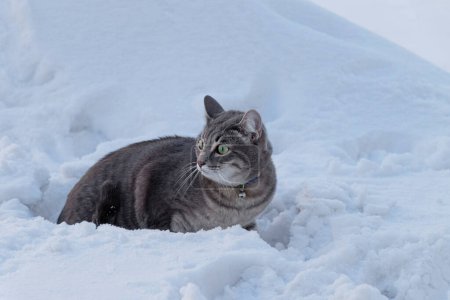 Téléchargez les photos : "un chat gris effrayé. animal congelé dans une dérive de neige. concept de soins des animaux - en image libre de droit