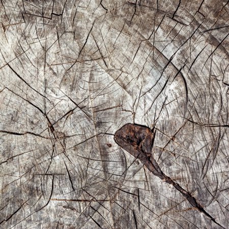 Photo for "Directly above view of tree stump cracks in old dried oak stump." - Royalty Free Image