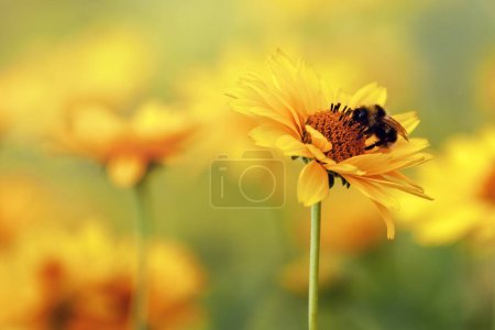 Téléchargez les photos : "Échinacée de fleurs d'échinacée jaune avec un gros plan bourdon. Bokeh flou jaune ensoleillé en arrière-plan." - en image libre de droit