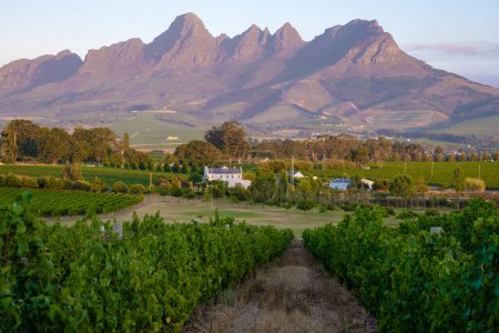 Foto de Paisaje del viñedo al atardecer con montañas en Stellenbosch, cerca de Ciudad del Cabo, Sudáfrica - Imagen libre de derechos