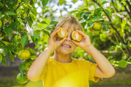 Photo for "Cute boy in the garden collects tangerines" - Royalty Free Image