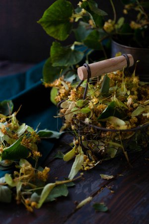 Téléchargez les photos : "Fleurs fraîches récoltées de tilleul dans un panier vintage." - en image libre de droit