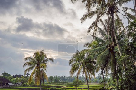 Photo for "the herons fly over the rice fields" - Royalty Free Image