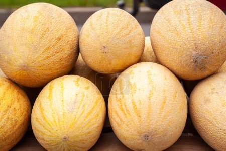 Téléchargez les photos : "Beaucoup de melons sur le marché fermier" - en image libre de droit