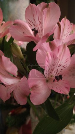 Téléchargez les photos : Astromeria fleurs, Lys péruviens - en image libre de droit