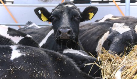 Téléchargez les photos : Concept d'élevage et d'élevage - troupeau de vaches mangeant du foin - en image libre de droit