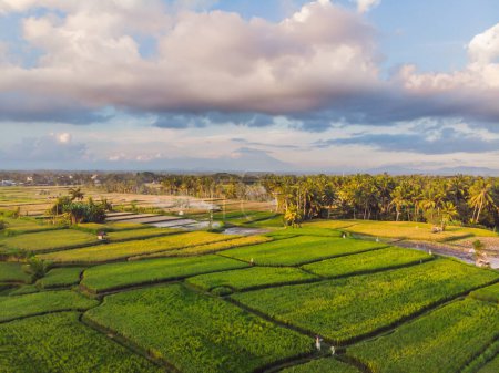 Téléchargez les photos : "Rice Terrace Aerial Shot. Image de belle terrasse rizière
" - en image libre de droit