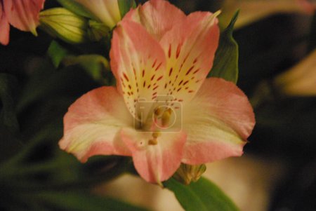 Foto de Astromeria flores, lirios peruanos - Imagen libre de derechos
