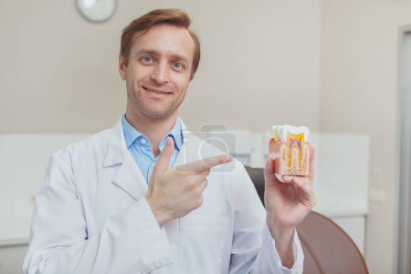 Téléchargez les photos : Joyeux dentiste homme mature souriant, tenant modèle de dent - en image libre de droit