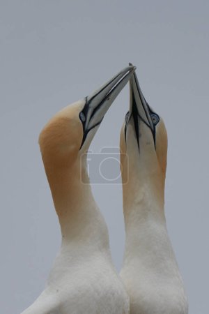 Photo for Gannet courtship close up - Royalty Free Image