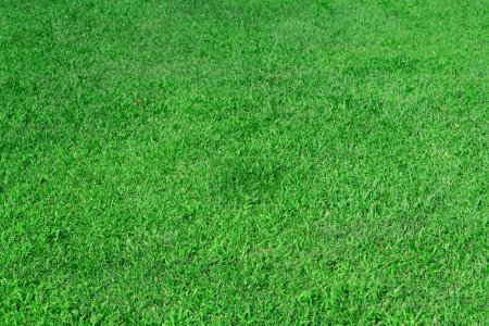 Foto de "Green lawn, grass in the park area, texture, background" - Imagen libre de derechos