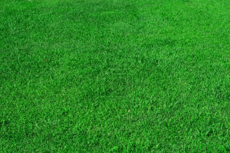 Téléchargez les photos : "Pelouse verte, herbe dans la zone du parc, texture, fond" - en image libre de droit