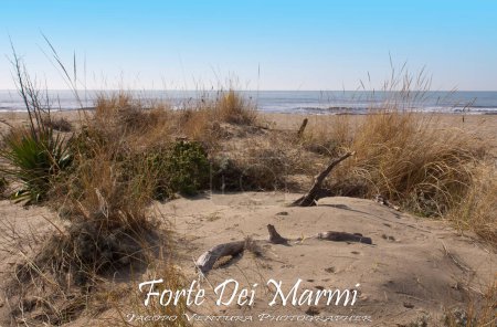 Photo for "Sand dunes in Forte dei Marmi beach" - Royalty Free Image