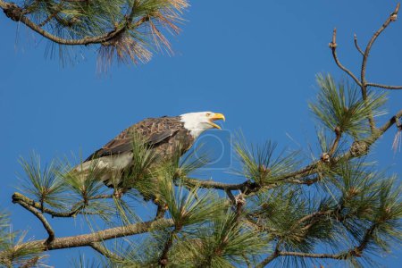 Photo for "Bald eagle calling out." - Royalty Free Image