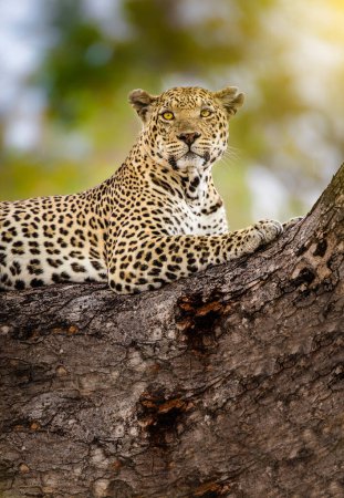 Foto de "Un guepardo en las ramas de un árbol, guepardo en el árbol en Serengeti, Tanzania" - Imagen libre de derechos