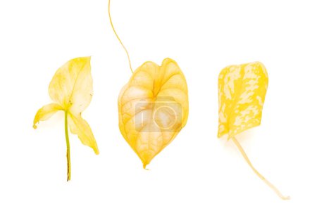 Foto de "Ramo de hojas amarillentas de diferentes plantas de la casa" - Imagen libre de derechos