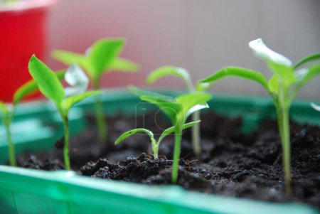 Photo for "Small shoots of bell pepper seedlings." - Royalty Free Image