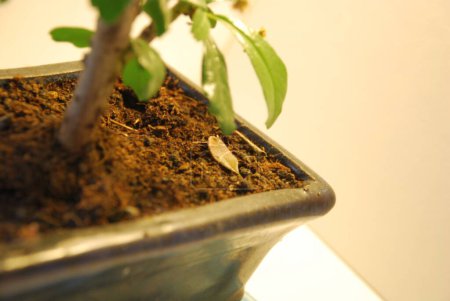 Photo for "Small bonsai tree karmona small-leaved." - Royalty Free Image