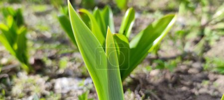 Téléchargez les photos : "De jeunes feuilles larges de tulipes poussent du sol." - en image libre de droit