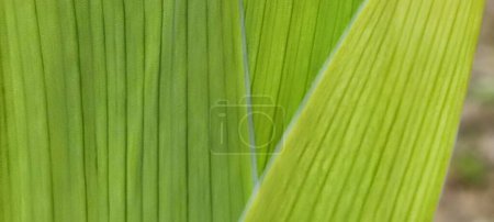 Photo for "Young broad leaves of tulips under the sun." - Royalty Free Image