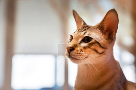Téléchargez les photos : "portrait d'un chat domestique. un mélange de races bengali et orientale" - en image libre de droit