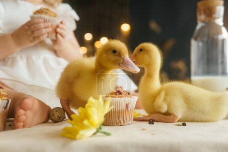 Téléchargez les photos : Cute fluffy ducklings on the Easter table with quail eggs and Easter cupcakes, next to a little girl. The concept of a happy Easter. - en image libre de droit
