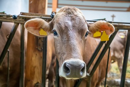 Téléchargez les photos : Nez et museau de jeune vache laitière vous regardant hors de la clôture d'une étable à l'intérieur d'une grande exploitation laitière - en image libre de droit