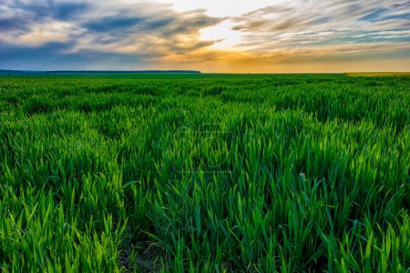 Foto de Paisaje de día con un campo de trigo verde joven con cielo colorido - Imagen libre de derechos