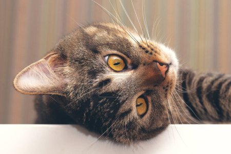 Foto de Lindo gato mirando a un lado de alto ángulo - Imagen libre de derechos