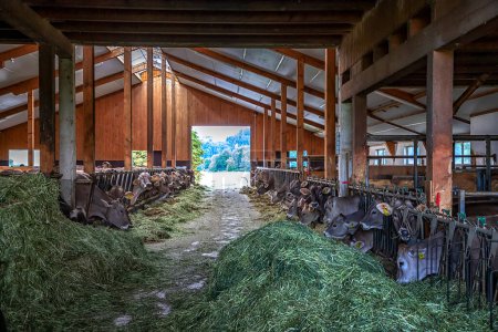 Téléchargez les photos : Vaches à la production de lait nourrir le foin dans une écurie sur une ferme. Ferme de vaches laitières. - en image libre de droit