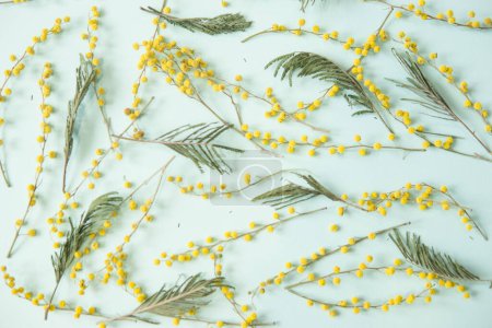 Photo for Mimosa twigs are spread out on a mint background. Spring concept. Spring background. - Royalty Free Image