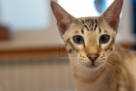 Photo for Portrait of a domestic cat. a mixture of Bengali and Oriental breeds - Royalty Free Image