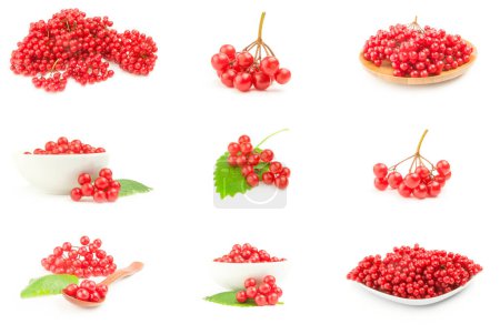 Photo for Set of red berries of viburnum close-up on white - Royalty Free Image