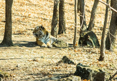 Téléchargez les photos : Le tigre Ussuri se trouve dans la forêt près de son propre sentier
. - en image libre de droit