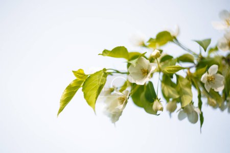 Téléchargez les photos : Pétales d'un pommier en fleurs contre le ciel - en image libre de droit