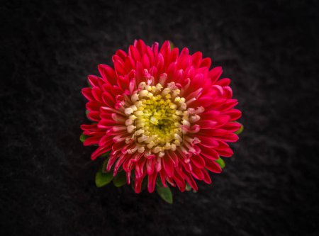 Photo for Delicate flower on a black background. Studio shot. - Royalty Free Image