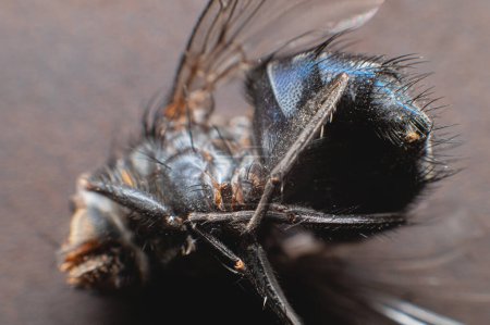 Photo for "Extremely close-up of a dead fly covered with dust particles. Shallow depth of field dead insects" - Royalty Free Image