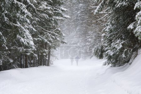 Téléchargez les photos : Silhouettes de deux personnes sur la route forestière pendant le blizzard - en image libre de droit